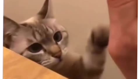 I asked my cat for a high five