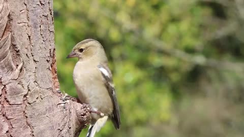 Watch and enjoy how the goldfinch gets food from its storeroom, which it has dug into the tree trunk