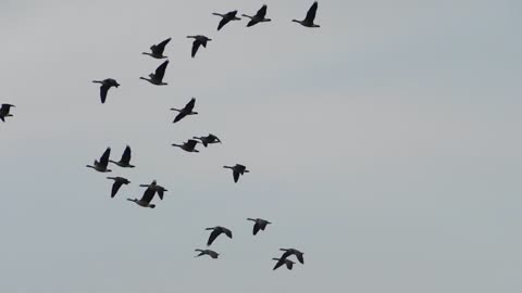 Birds Flying Animal Wildlife Freedom Flight Wing