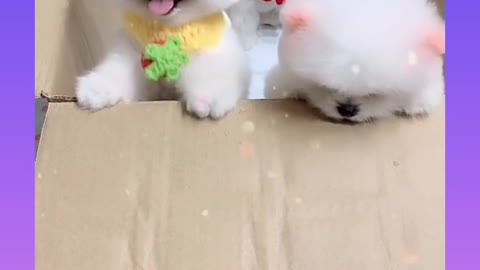 Cute and Funny Dog video