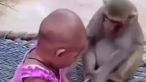 Monkey and baby dragging phone