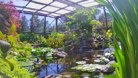 koi and goldfish pond 220623 from patiocam1