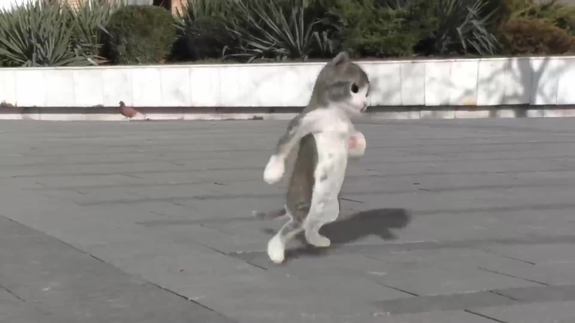Purrfectly Choreographed: Dancing Cats Showcase Their Moves