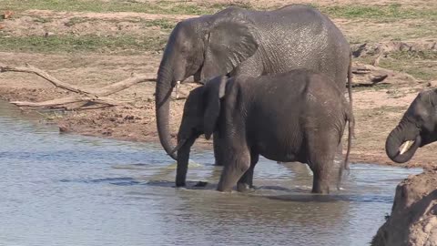 Sound of the African Bushveld, Elephants - AFRICAN WILDLIFE