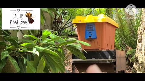 Installing bees into a larger hive