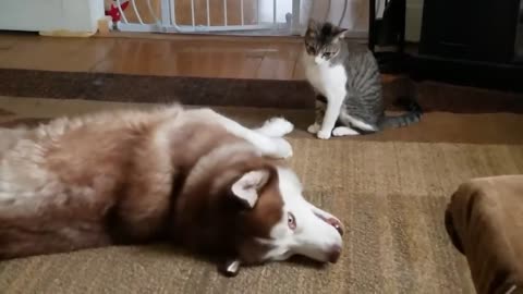 Husky gets bully