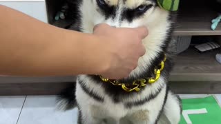 Rap Husky