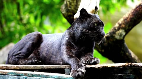 Black Panther | Black Jaguar | Animal | No Copyright Video