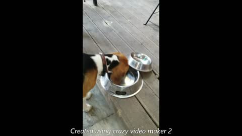 Hungry dog