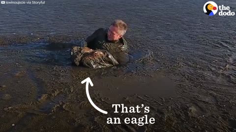 Eagled Trapped in Mud Saved by Photographer | The Dodo