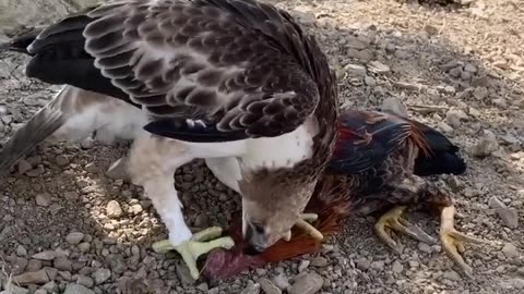 Hawk eagle training attack Hen Esp3 #hawkeagle #eaglehawk #eagle #birdofprey #animal