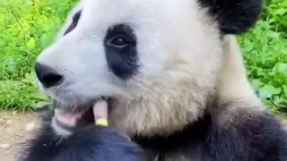 Most satisfying Panda 🐼 video , you will love watching 😍