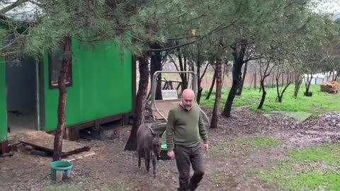 Baby donkey seems convinced this man's her mommy