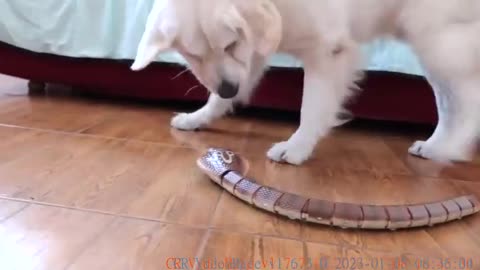 Dog vs RC Cobra Snake Funny Golden Retriever Puppy Bailey