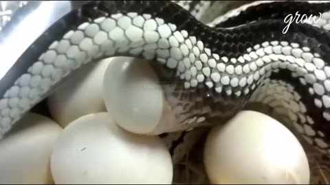 The birth of the snake