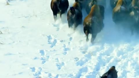 Wolf’s vs bison’s | lets see who will win | but deep snow saps the bison’s energy