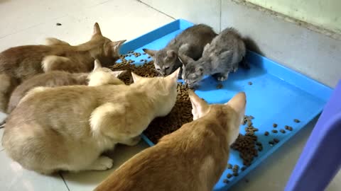 Hungry kittens meows and want to eat food | Family Pet Cat Meow