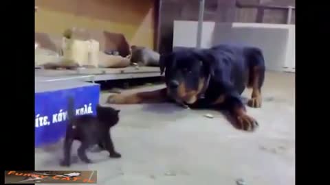 little cat fight big dog so funny 2015