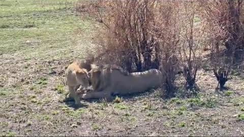 Lion intimating
