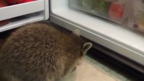 The little raccoon is hungry