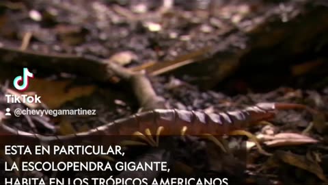 La escolopendra gigante, un animal letal