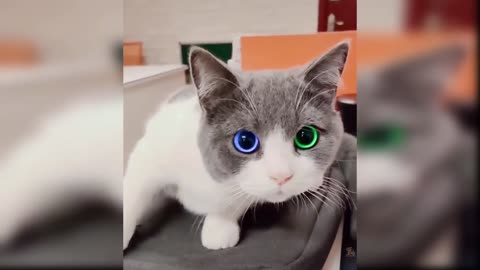 Cute cat video 🥰🥰