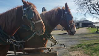 BROTHER HORSES: CEDAR AND CHIP