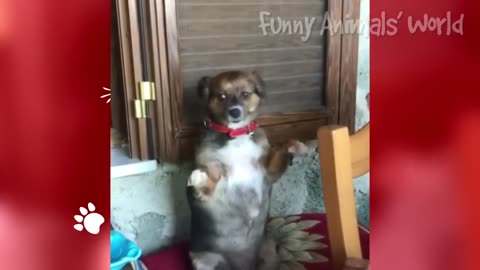 Funny Animals Doing Cute Things 🤣 - Funny Dogs 🐶 And Cats 😹 Reactions