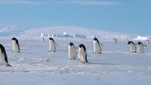 Penguin jumps. Short jumps with short legs.