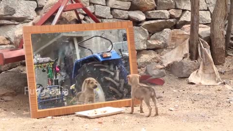 Mirror and Dogs