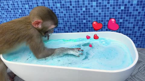 SMART Monkey Baby Bon Bon oes to the toilet and plays with Ducklings in the swimming pool