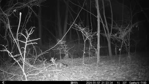 Wildlife January 2024 Trailcam Bobcat