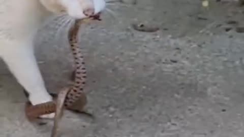 Cat vs snake