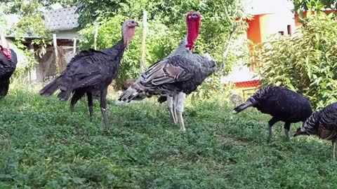 Queen Of Turkeys Reached Family Meeting In Farm