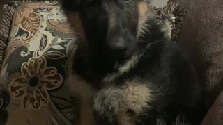 Puppy very upset when he gets told don’t chew on mom!