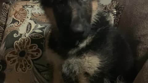 Puppy very upset when he gets told don’t chew on mom!