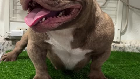 Super small American bully