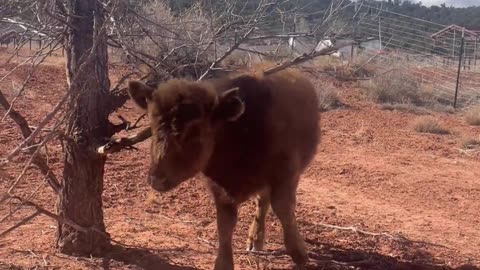Adorable Antics: Lucy the Mini Dexter Cow's Playful Day at H5 Ranch