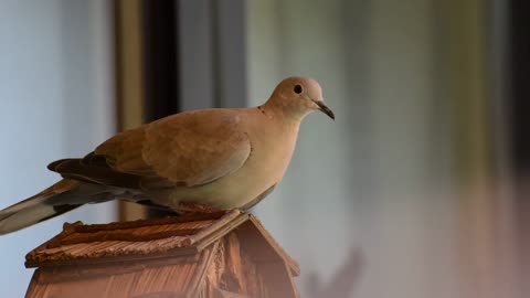 Lovely Dove 03