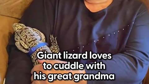 Giant lizard runs to greet his dad when he gets home and loves riding shotgun 💚