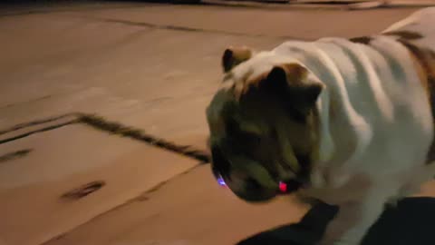 Disco Bulldog