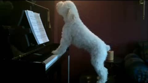The Dog Pianist
