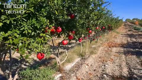 Amazing pomegranate harvest process