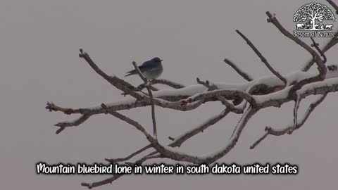 Mountain bluebird lone in winter in south dakota united states