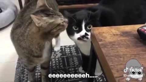 Talking cats