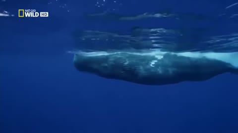 Ocean of Giants - Wildlife Animal • DOCUMENTARY • National Geographic
