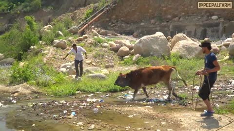 Cow rescue in India