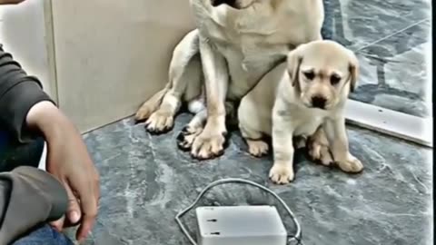 How Dog Protecting Her Baby Dog. Cute dog love for puppy