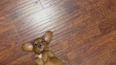 This funny 🐕 demands belly rubs every time