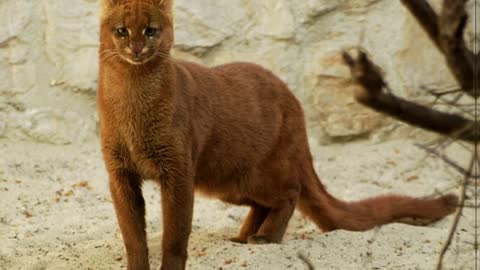 The girl sheltered a tiny kitten, and he grew up and turned out to be not a cat at all!